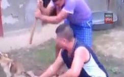 Állatkínzás miatt indított eljárást két férfi ellen a Maros megyei rendőrség