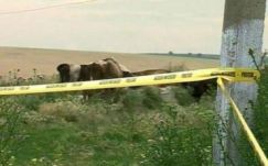 Két anthrax-gyanús esetet jeleztek az elmúlt napokban Botoşani megyében