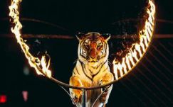 Elfogadta a képviselőház az állatok cirkuszi szerepeltetését tiltó törvényt