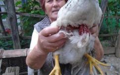 Ismét pusztított a medve a Hargita megyei Bögözben