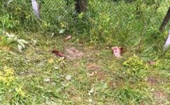 Három nap alatt háromszor pusztított a medve Bögözben