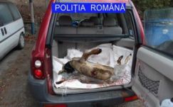 Őzikehúsra fájt a foga két Hargita megyei napszámosnak