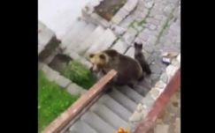 Otthon érzik magukat a medvék Tusnádfürdőn