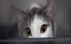 Bíró Béla: A tudós macskája