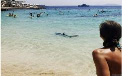 Sérült kékcápa okozott pánikot több mallorcai strandon