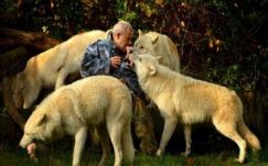 A farkas is képes személyes kapcsolatot kialakítani az emberrel