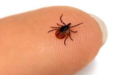 A kullancs hasznára leltek tudósok