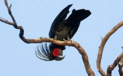 Ezt nem láttuk jönni: a pálmakakadu az egyetlen, hangszeren játszó állatfaj
