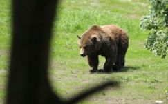 A medveprobléma sürgős megoldását kérte az RMDSZ