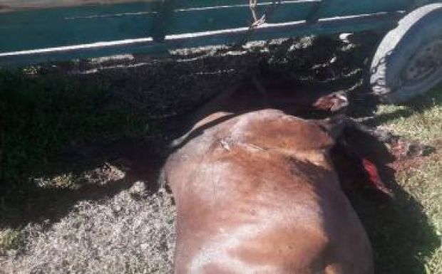 Újabb súlyos medvetámadásokról érkeztek jelentések Hargita megyéből