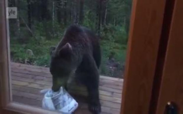 Így kergetik el a finnek a házuk körül ólálkodó medvéket