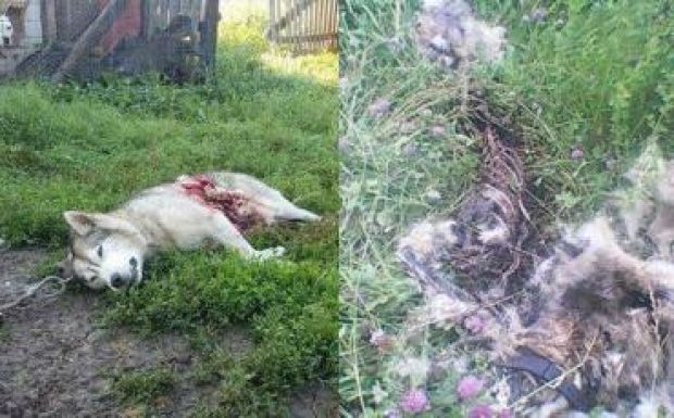 Két husky kutyát is széttépett a medve Hargita megyében