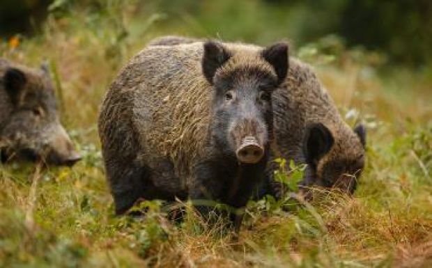 Terjed az afrikai sertéspestis Kárpátalján