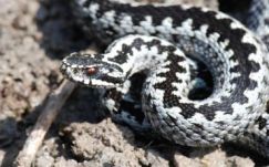 Vipera mart meg egy férfit a Borgói-hegységben