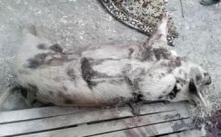 Másfél mázsás disznót ölt meg egy medve Buzău megyében