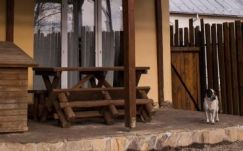 Kutyaszámlálás és kedvezményes ivartalanítás Sepsiszentgyörgyön 