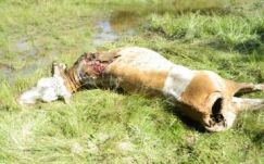 Újabb településeken csapott le a medve Hargita megyében