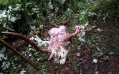 Már nem telik el nap medvetámadások nélkül Hargita megyében