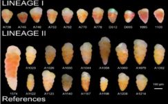 A BBTE is hozzájárult egy tengeri egysejtű evolúciójának tisztázásához