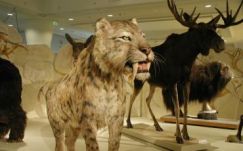 Marosvásárhelyre érkezik a Jégkorszak című kiállítás