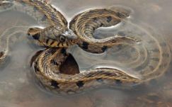 Vízisikló-invázió zavarta meg egy Fehér megyei község mindennapjait