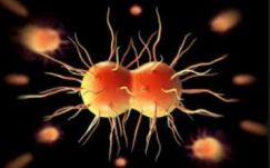 Új, rendkívül ellenálló gonorrheakórokozókat fedeztek fel