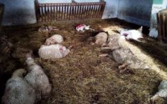 Nem jutott el a Hargita megyei medvékhez a kilövési kvóta híre