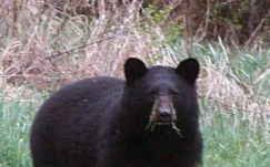 Arra ébredt a 19 éves fiú, hogy a medve harapdálja a fejét