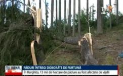 Hatalmas pusztítást végzett a Hargita megyei erdőkben a vihar