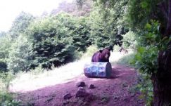 Van-e turisztikai potenciál a székelyföldi medvékben?