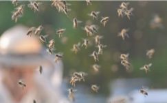 Embert öltek a méhek Iași megyében