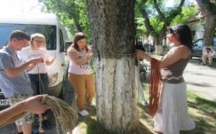 Meglepő akcióval védik civilek a marosvásárhelyi fákat