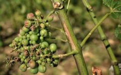 Történelmi mélypont lehet 2017 a francia bortermelésben