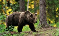 Ismét medveügyben jártak Bukarestben a székelyföldiek