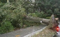 Agyonütött egy nőt egy kidőlt fa Brăila megyében