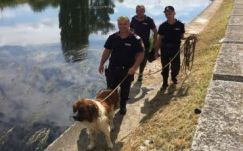 Kutyát mentettek ki a Sebes-Körösből. Nem az Öné?