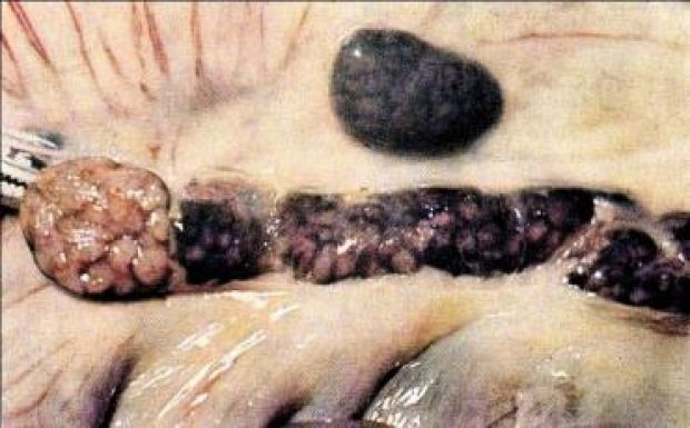 Megjelent az afrikai sertéspestis Szatmárnémetiben