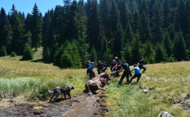 Iszapba ragadt lovat mentettek román-magyar együttműködéssel