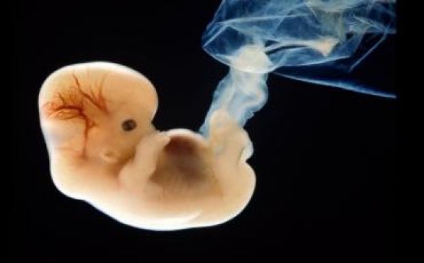 Először iktattak ki betegséget okozó DNS-t humán embrióból