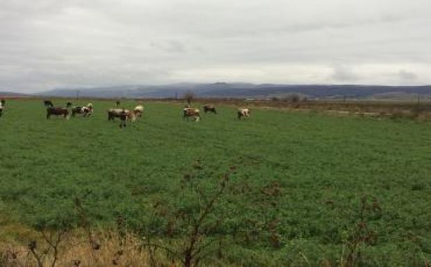 Háromszéken ismét ellenőrzik az állattartó gazdákat