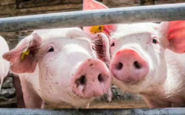 Románia védelmi övezettel fékezné meg a sertéspestist