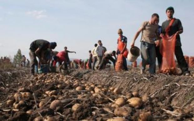 Szövetkeznek a gazdák, mert egyre keresettebb a háromszéki pityóka 