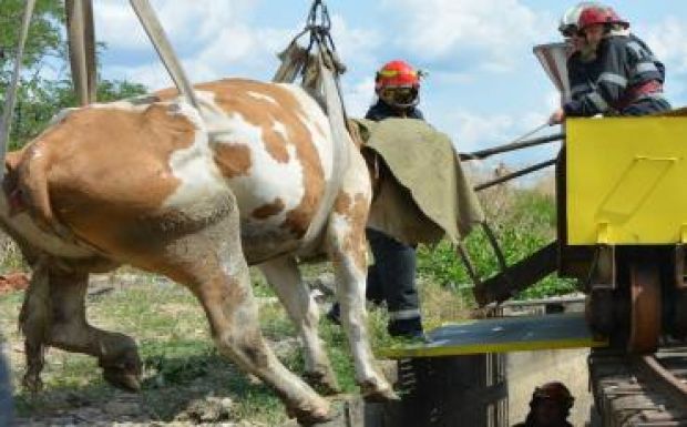 Rendhagyó mentőakciót hajtottak végre a tűzoltók Nagyváradon