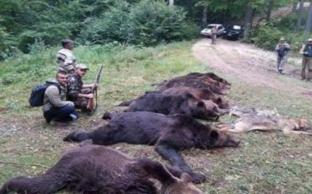 Zöld utat adott az akadémia a medveállomány megtizedelésére