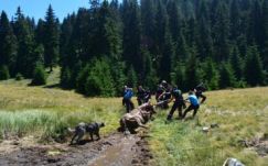 Iszapba ragadt lovat mentettek román-magyar együttműködéssel