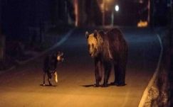 Silye Lóránd: Hogyan (nem) kerül medve az alkotmányba?