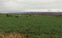 Háromszéken ismét ellenőrzik az állattartó gazdákat