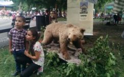 Medvével őrzött területet is kínált a csíkszeredai Pityókafesztivál 
