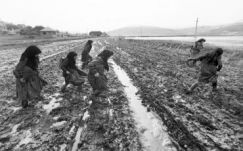 Egy hét magyarságpolitikai írásaiból (augusztus 3.-augusztus 9.)