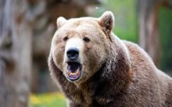 Medve támadt egy fiatalemberre Hargita megyében